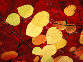 Test 1928 Test 1928